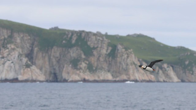 Horned Puffin - ML612364082
