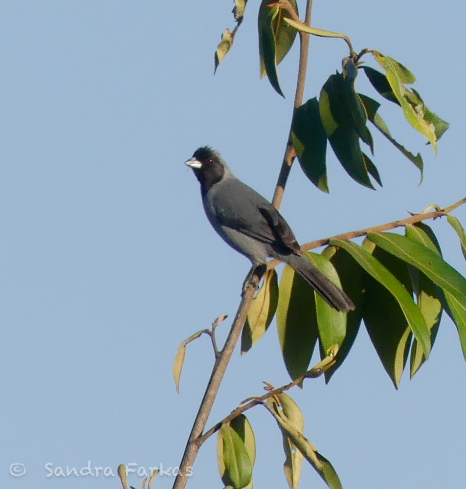 Black-faced Tanager - ML612364105