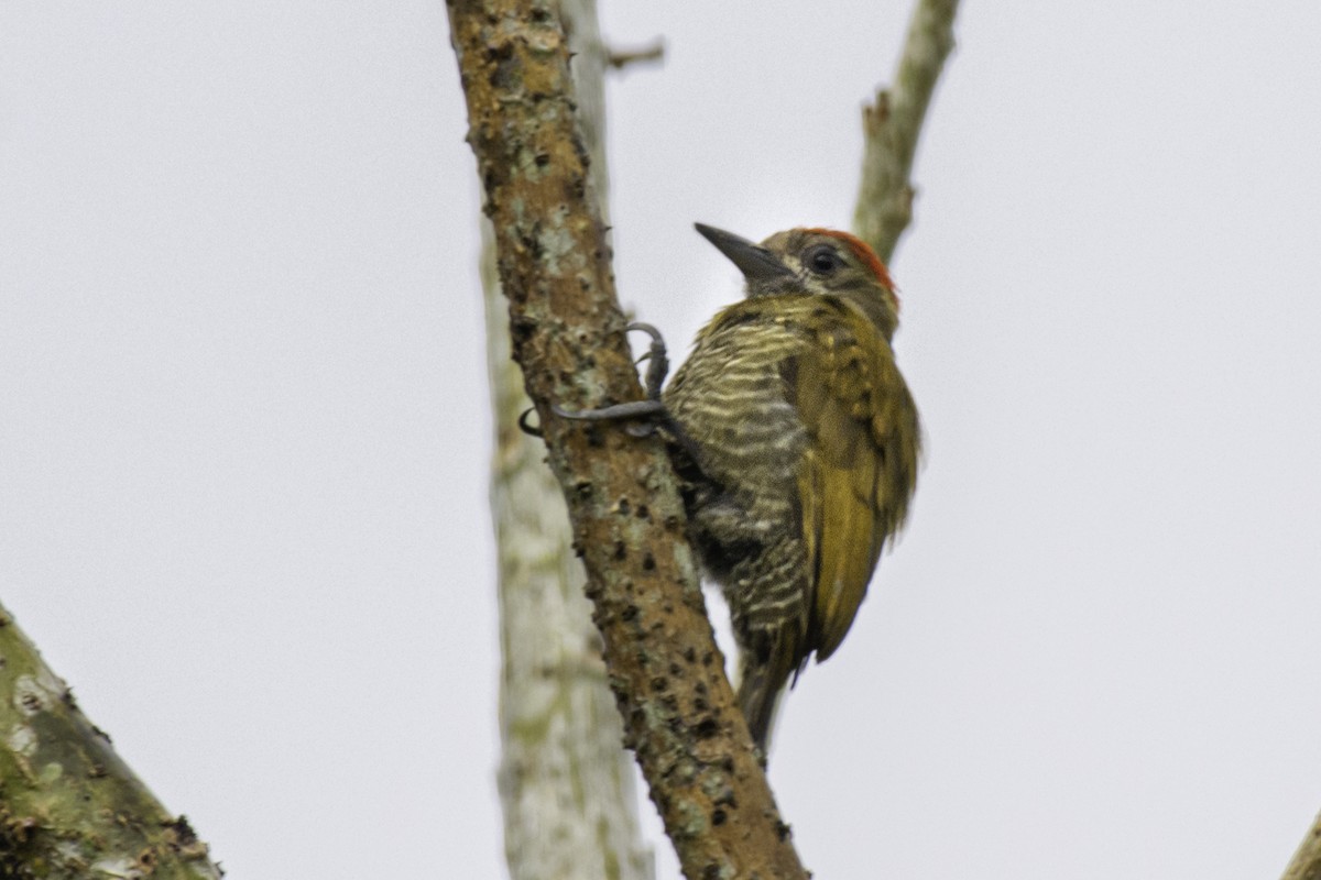 Little Woodpecker - ML612364440