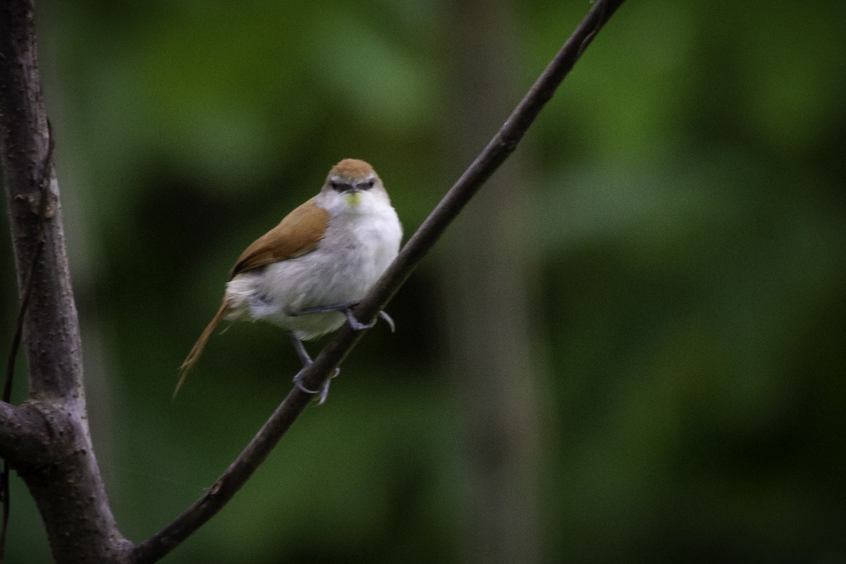 Yellow-chinned Spinetail - ML612364467