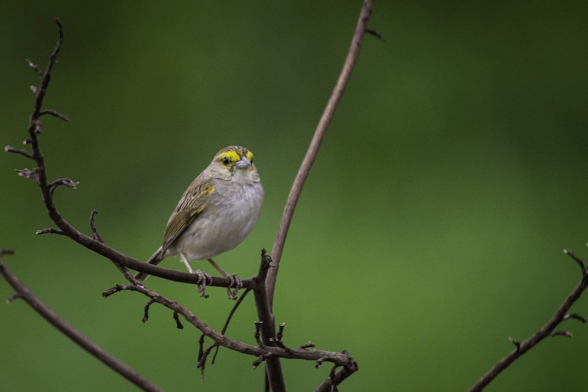 Yellow-browed Sparrow - ML612364602