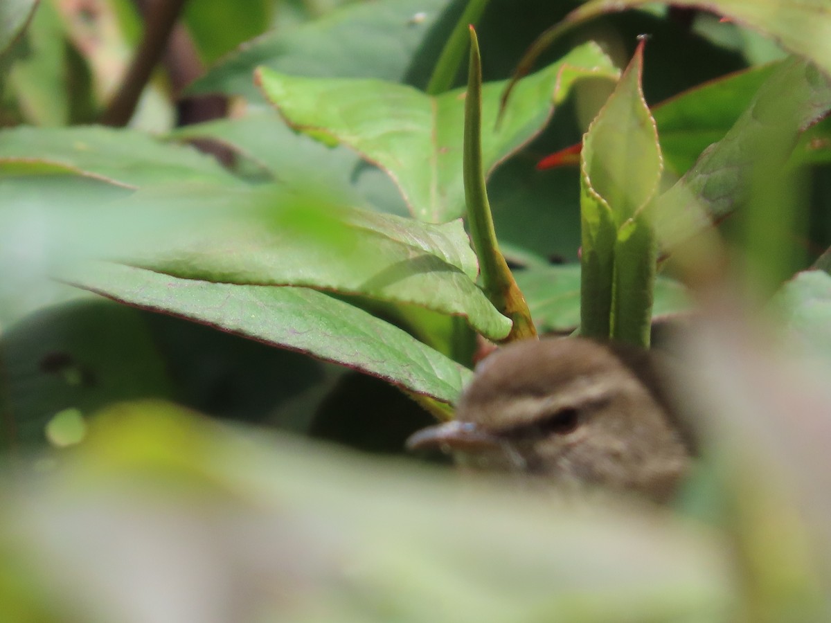 Aberrant Bush Warbler (Sunda) - ML612364614
