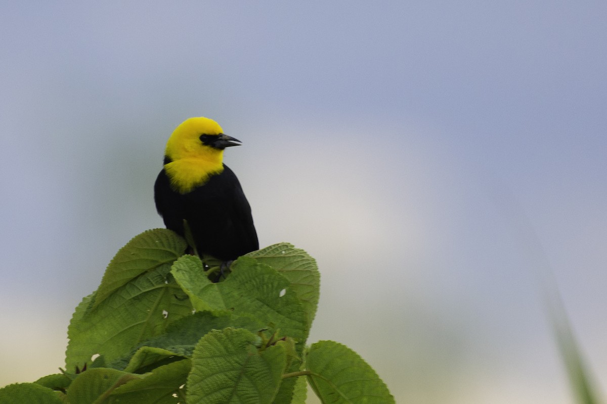 Yellow-hooded Blackbird - ML612364622