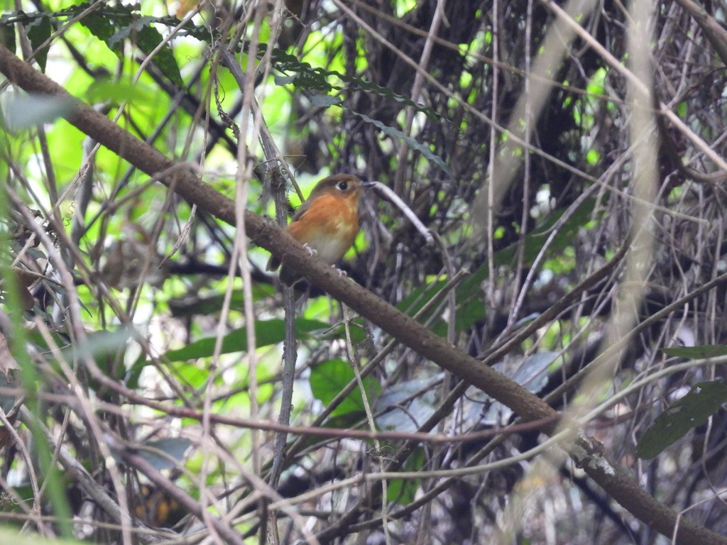 Rusty-breasted Antpitta (Rusty-breasted) - ML612364703