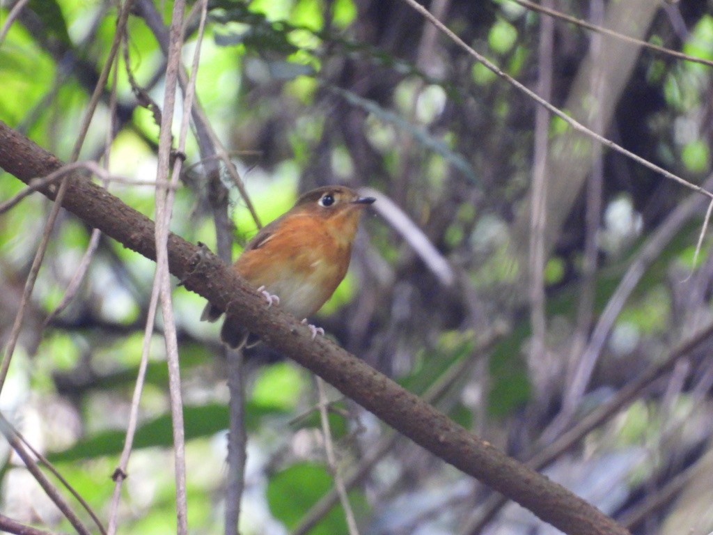 Rusty-breasted Antpitta (Rusty-breasted) - ML612364704