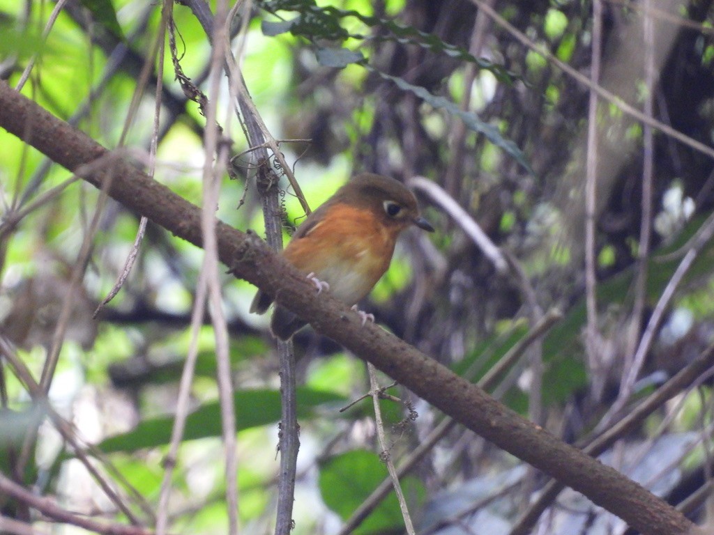 Rusty-breasted Antpitta (Rusty-breasted) - ML612364705