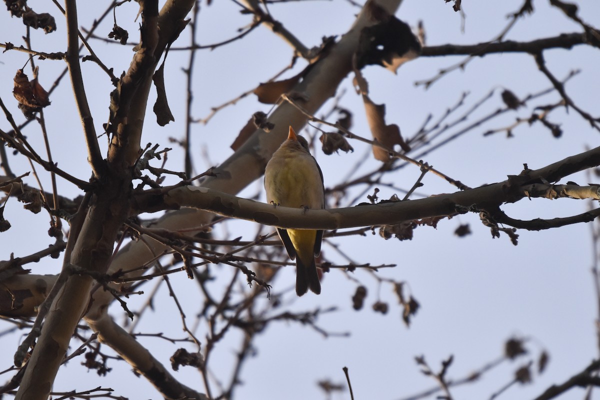 Western Tanager - ML612364972