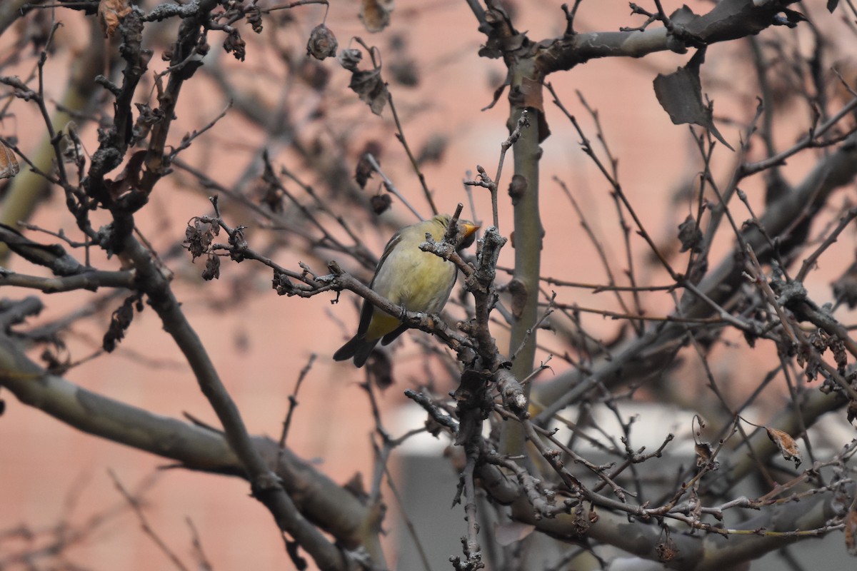 Western Tanager - ML612364973