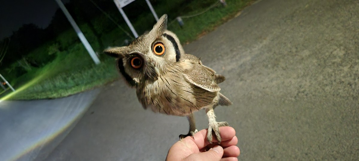 Southern White-faced Owl - ML612365282