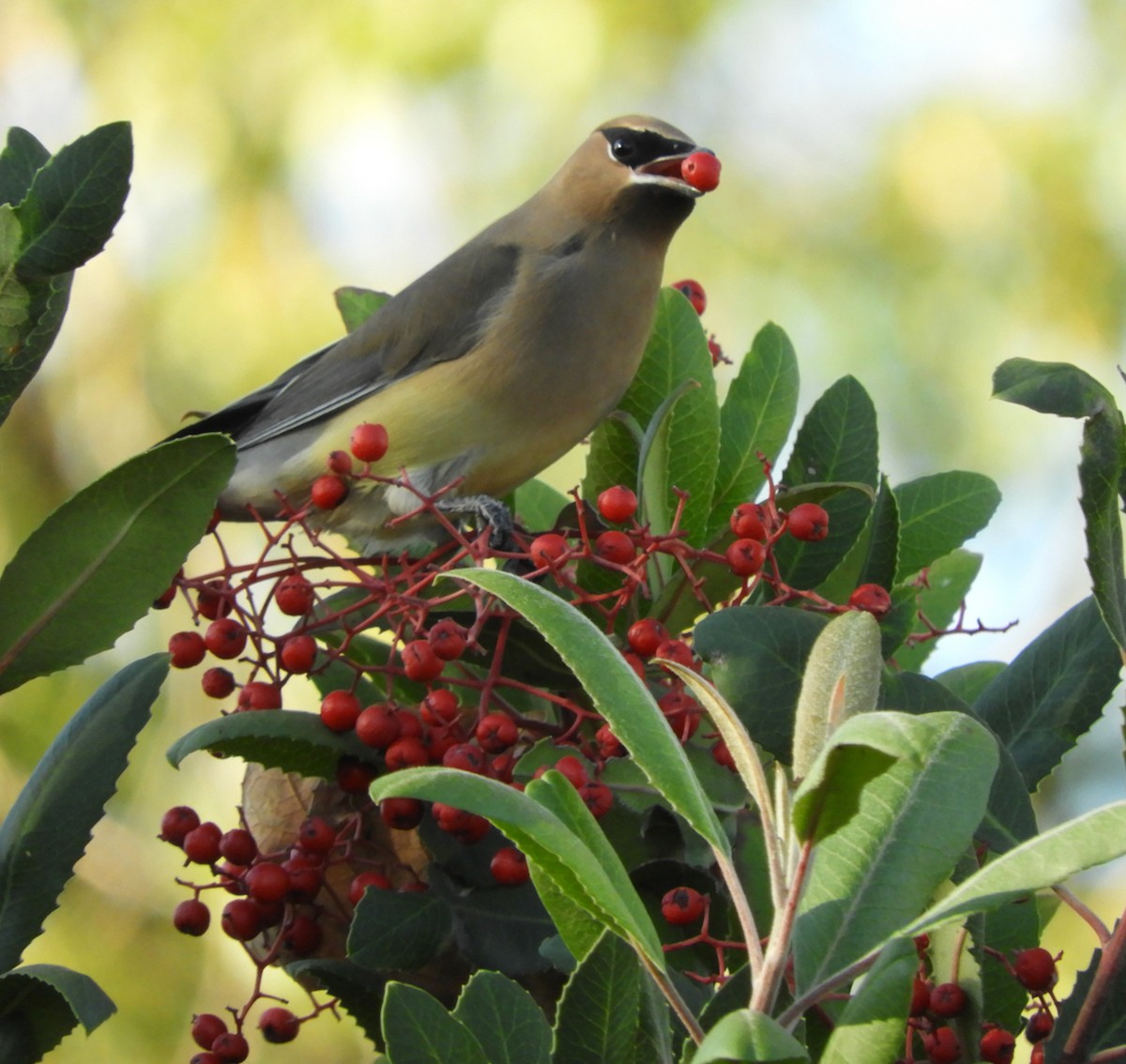 ebird-checklist-16-dec-2023-harvey-mudd-college-11-species