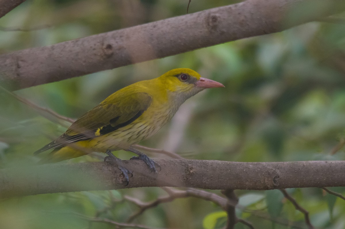 Indian Golden Oriole - ML612365643