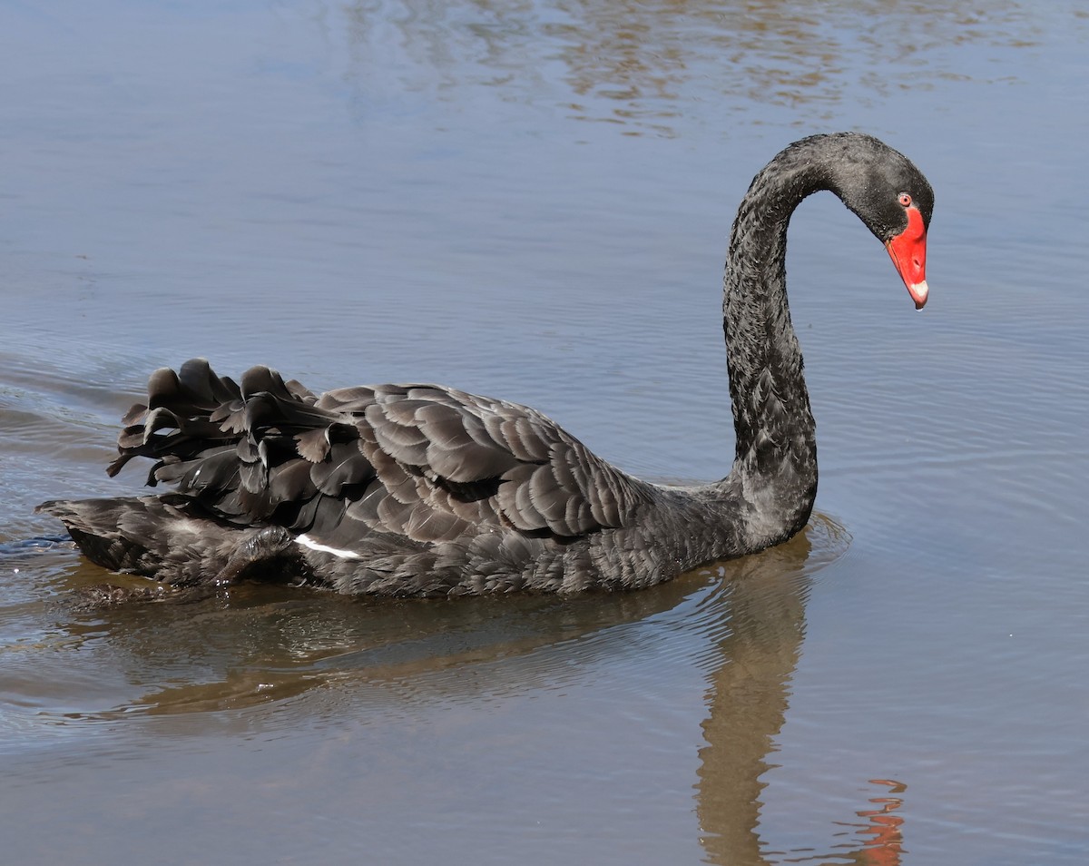 Black Swan - Leonie Loewe