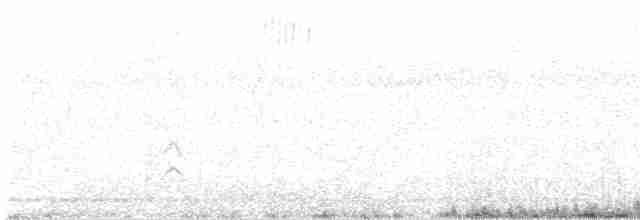 Tadorne à tête grise - ML612366174