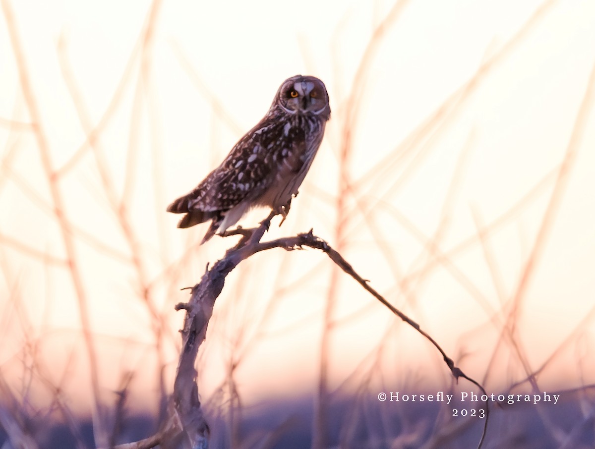 Short-eared Owl (Northern) - ML612366527