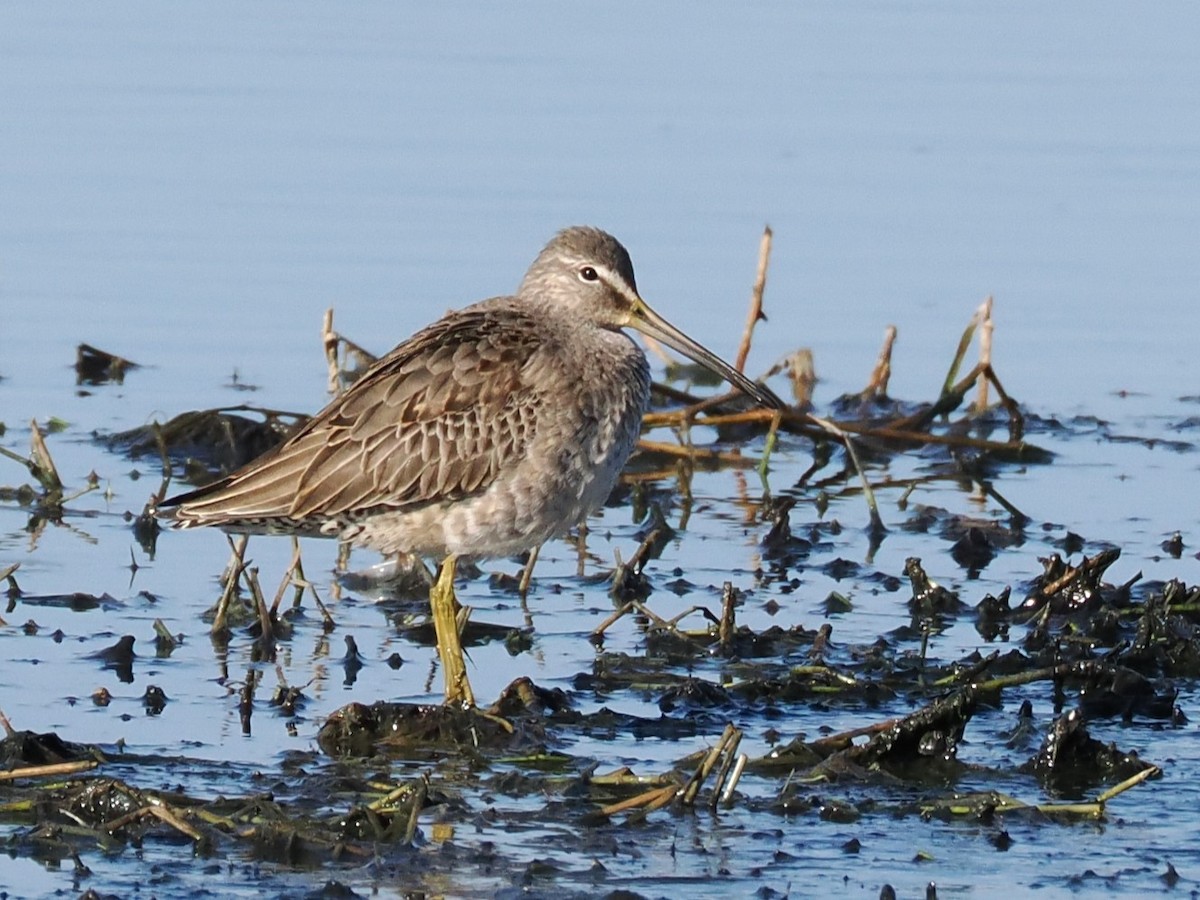 Long-billed Dowitcher - ML612366592