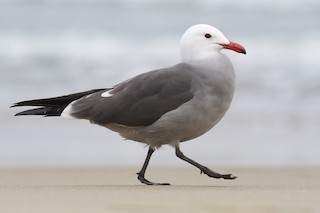 Heermann's Gull