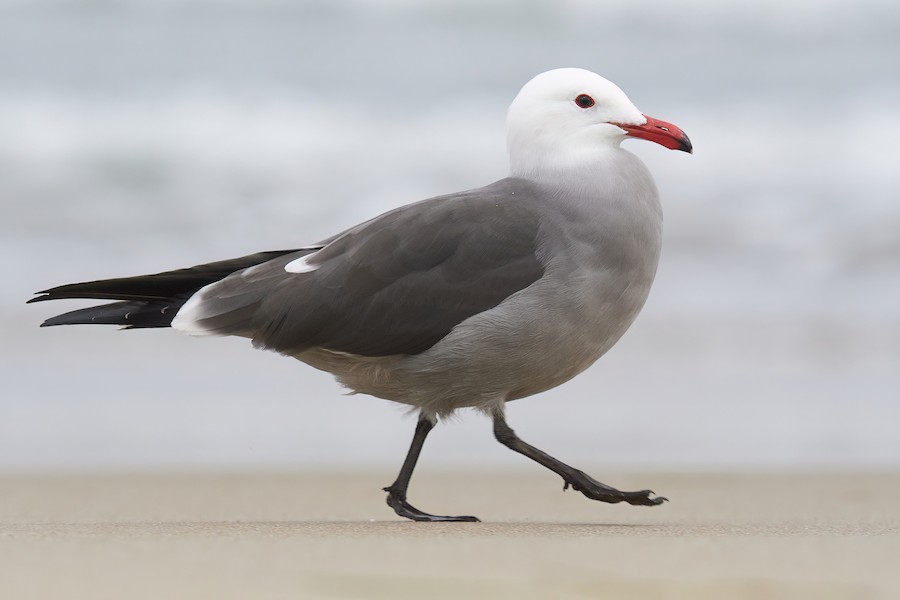 Heermann's Gull