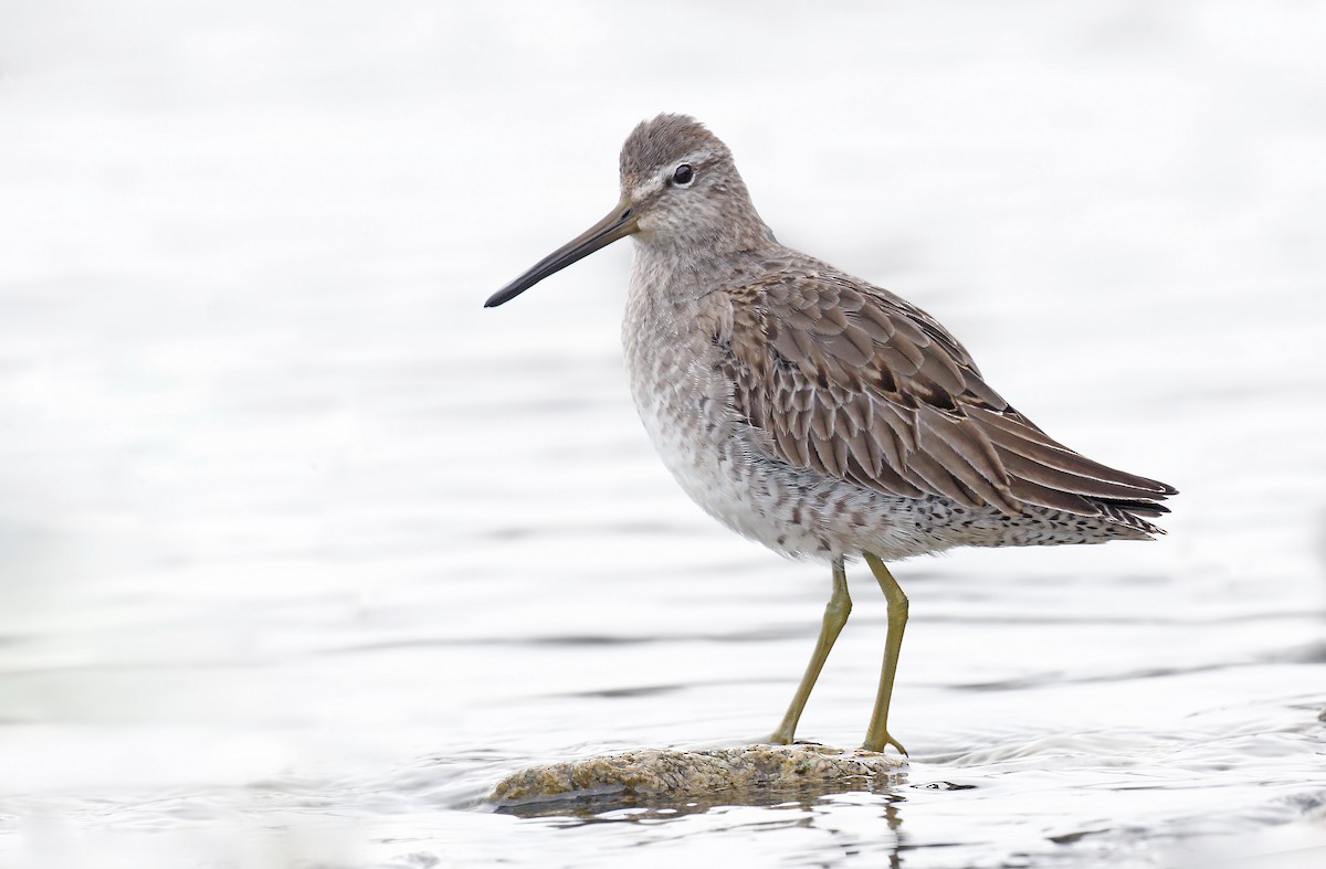 Long-billed Dowitcher - ML612367386