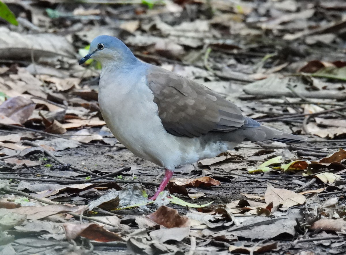 Gray-headed Dove - ML612367491