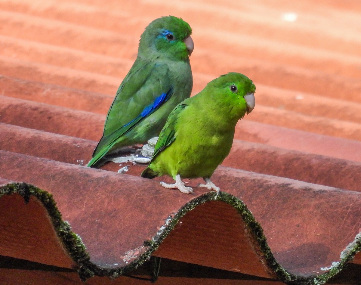 Spectacled Parrotlet - ML612367519