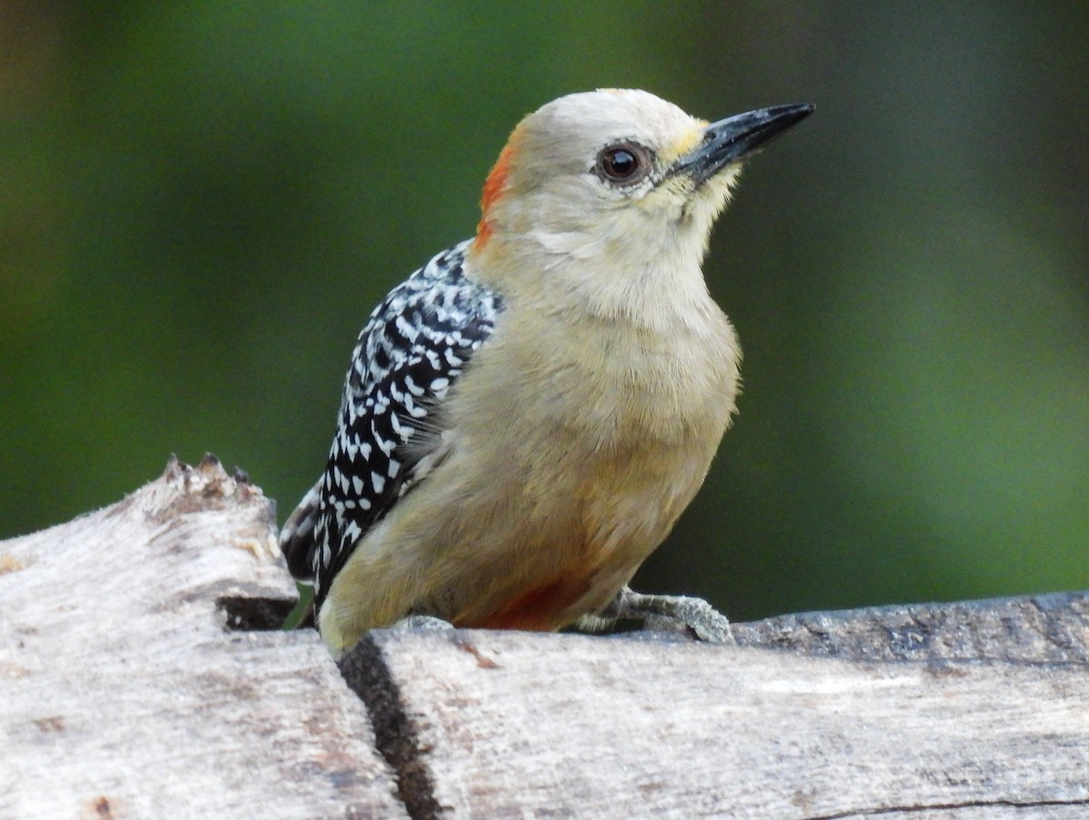 Red-crowned Woodpecker - ML612367640