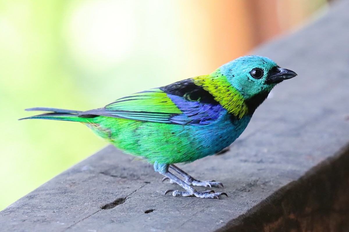 Green-headed Tanager - ML612367670