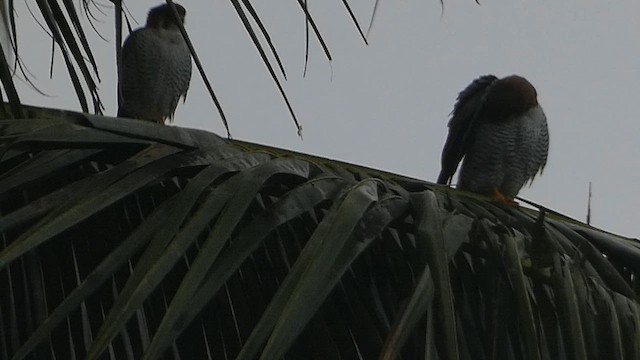Red-necked Falcon - ML612367754