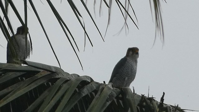 Red-necked Falcon - ML612367758
