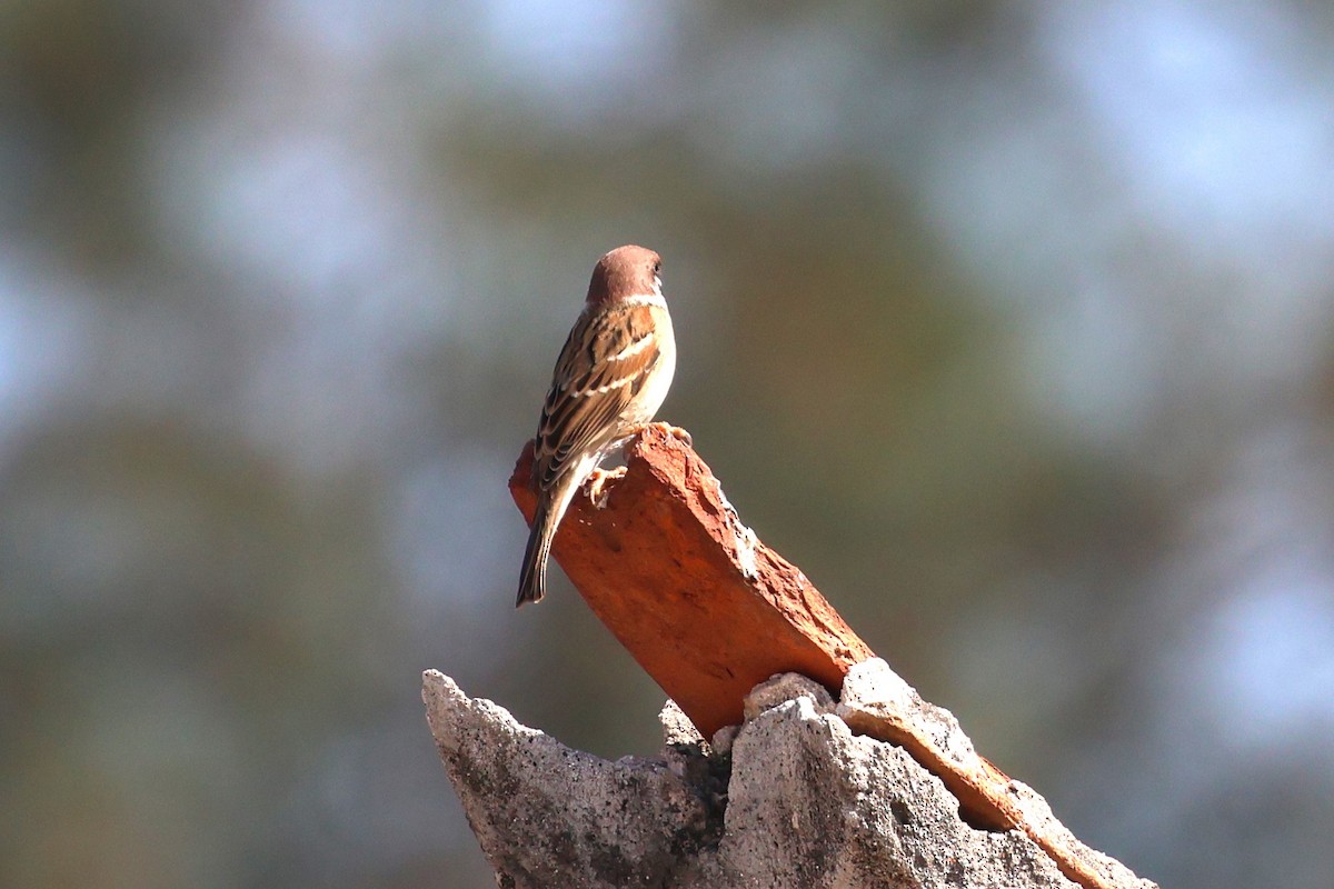 Eurasian Tree Sparrow - ML612367883