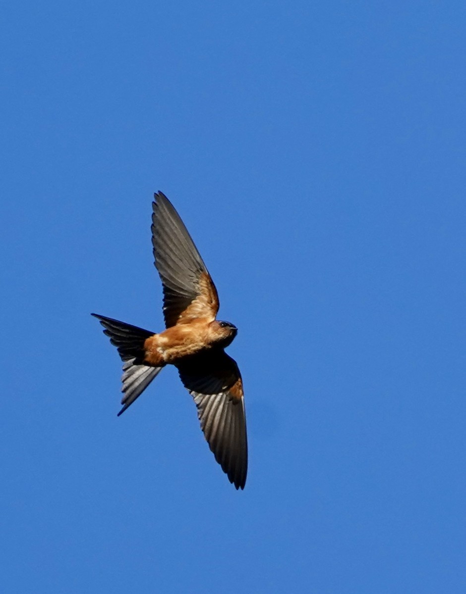 Sri Lanka Swallow - ML612368106