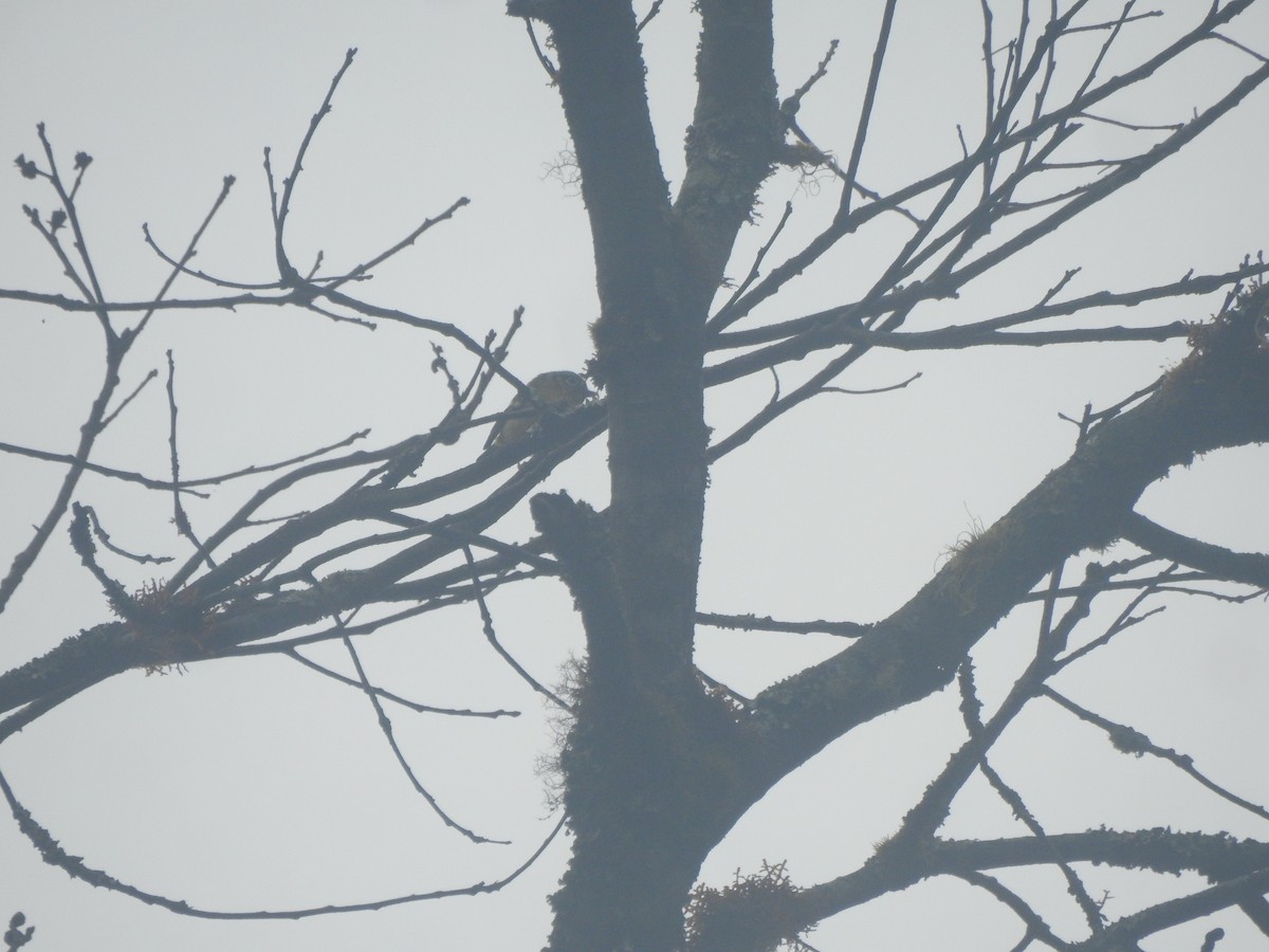 Black-eared Shrike-Babbler - ML612368287