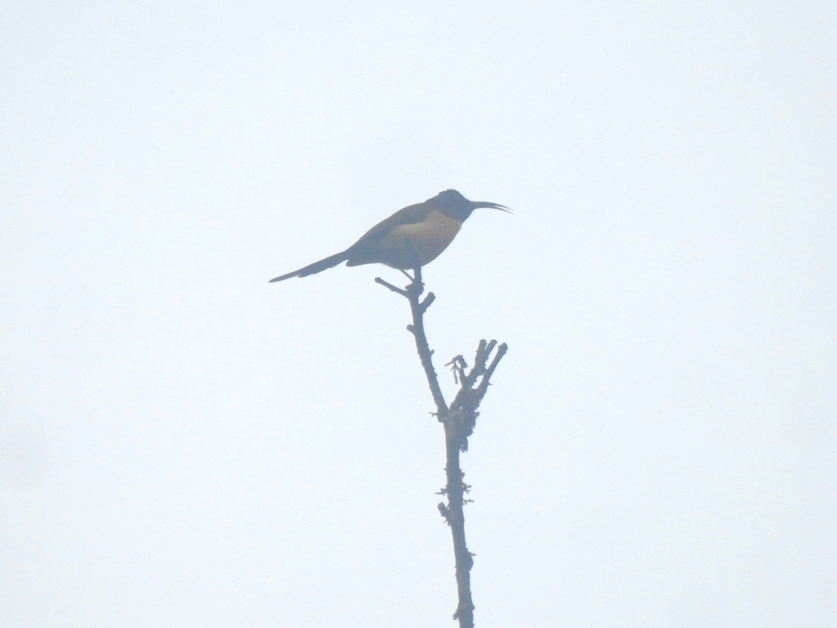 Green-tailed Sunbird - ML612368375