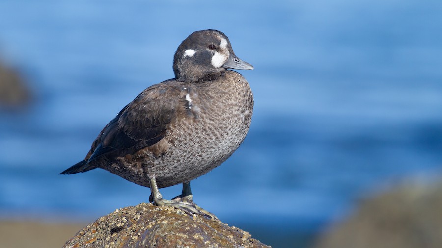 Harlequin Duck