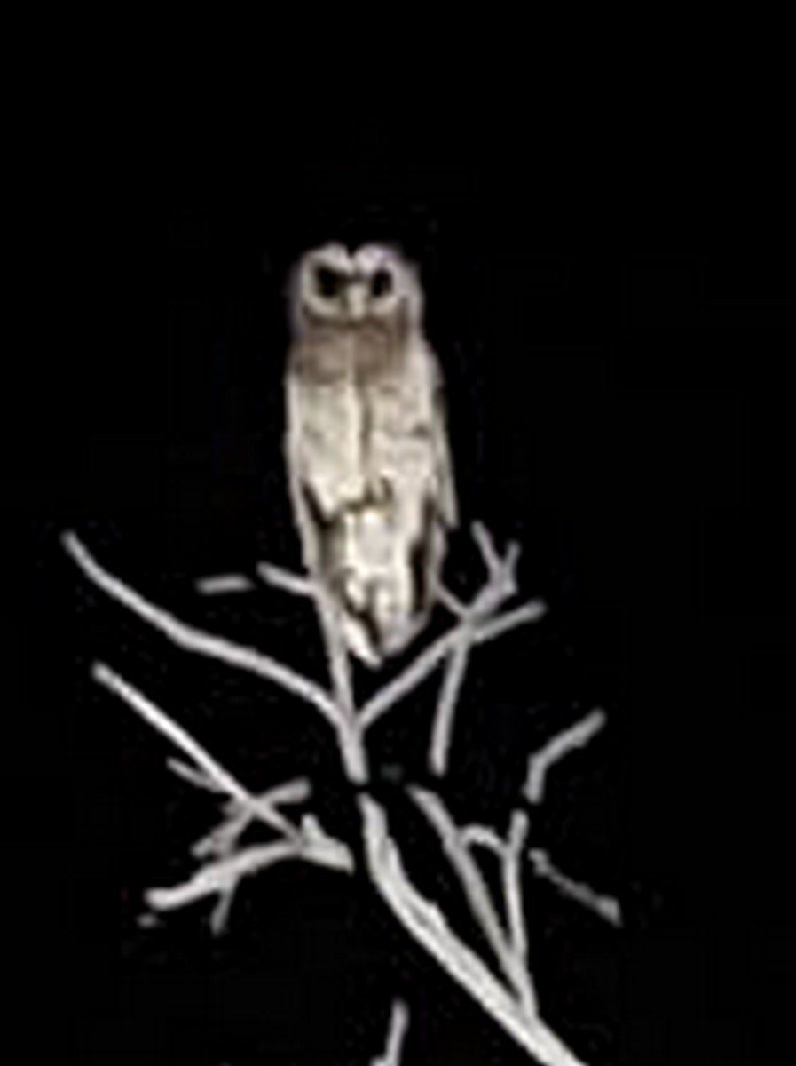 African Wood-Owl - ML612369460