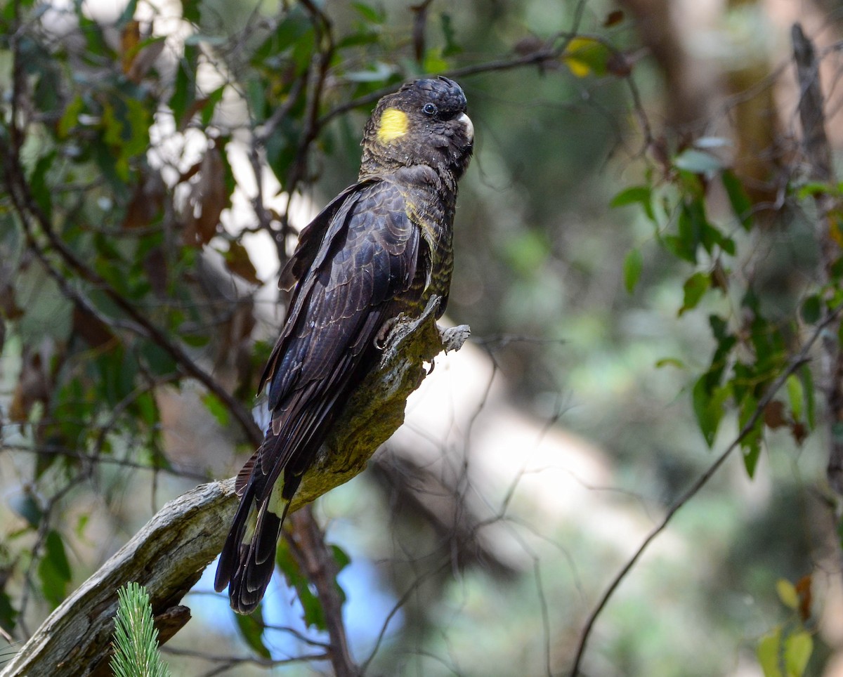 Yellow-tailed Black-Cockatoo - ML612369657