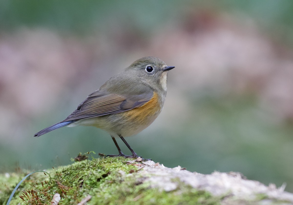 Red-flanked Bluetail - ML612369718