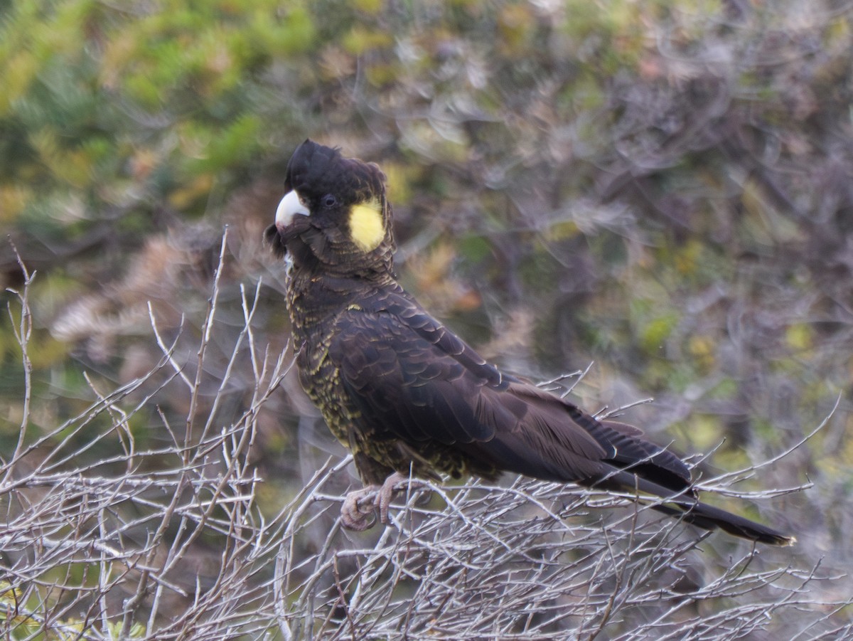 Yellow-tailed Black-Cockatoo - ML612370074