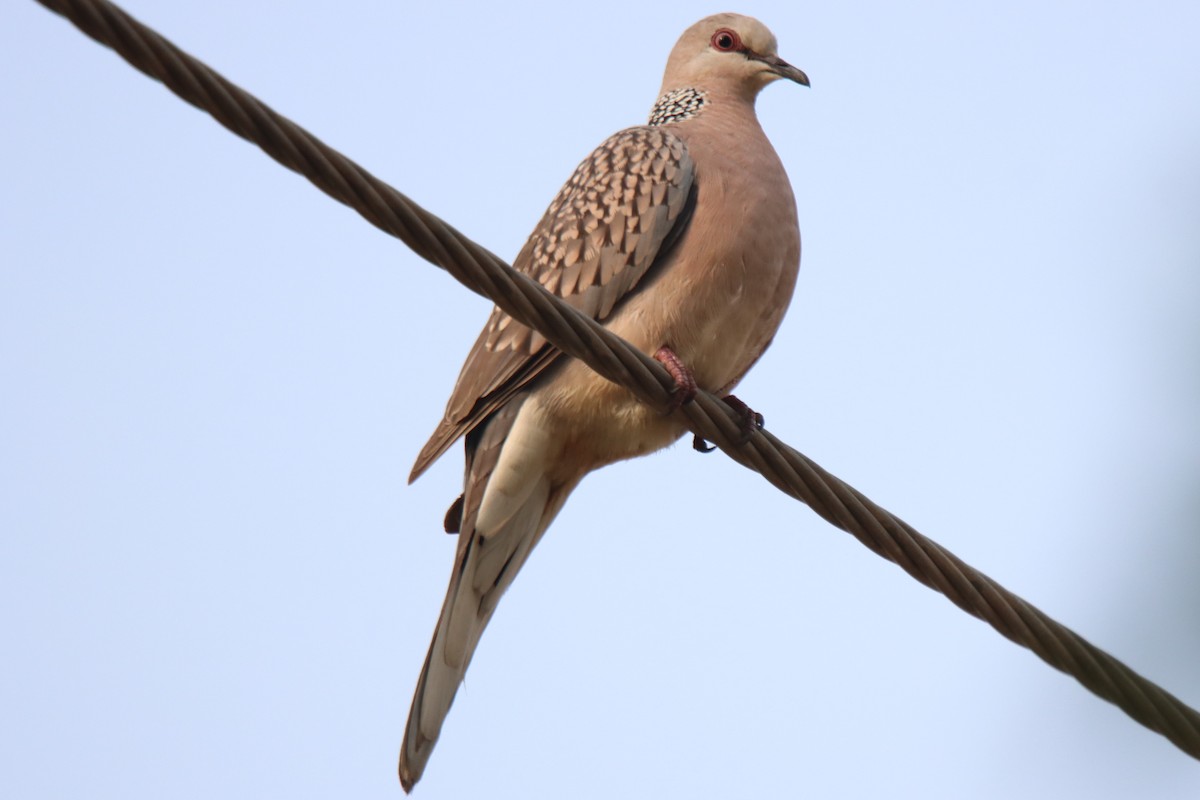 Spotted Dove - ML612370398