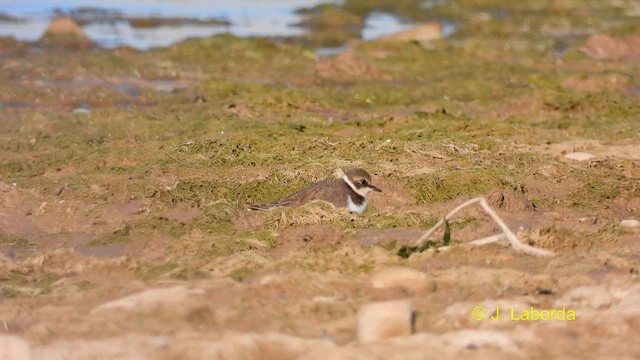Common Ringed Plover - ML612370440