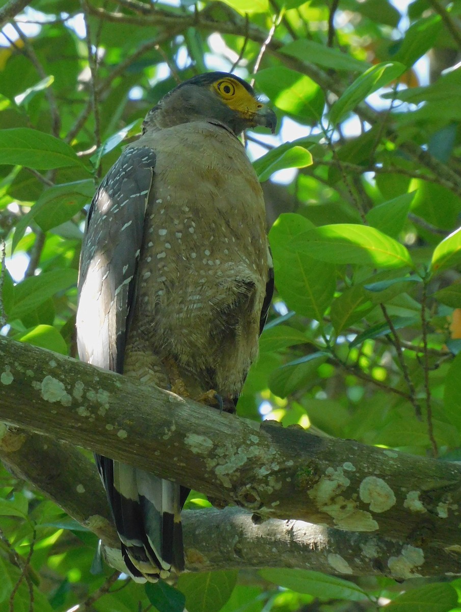 Crested Serpent-Eagle - ML612370479