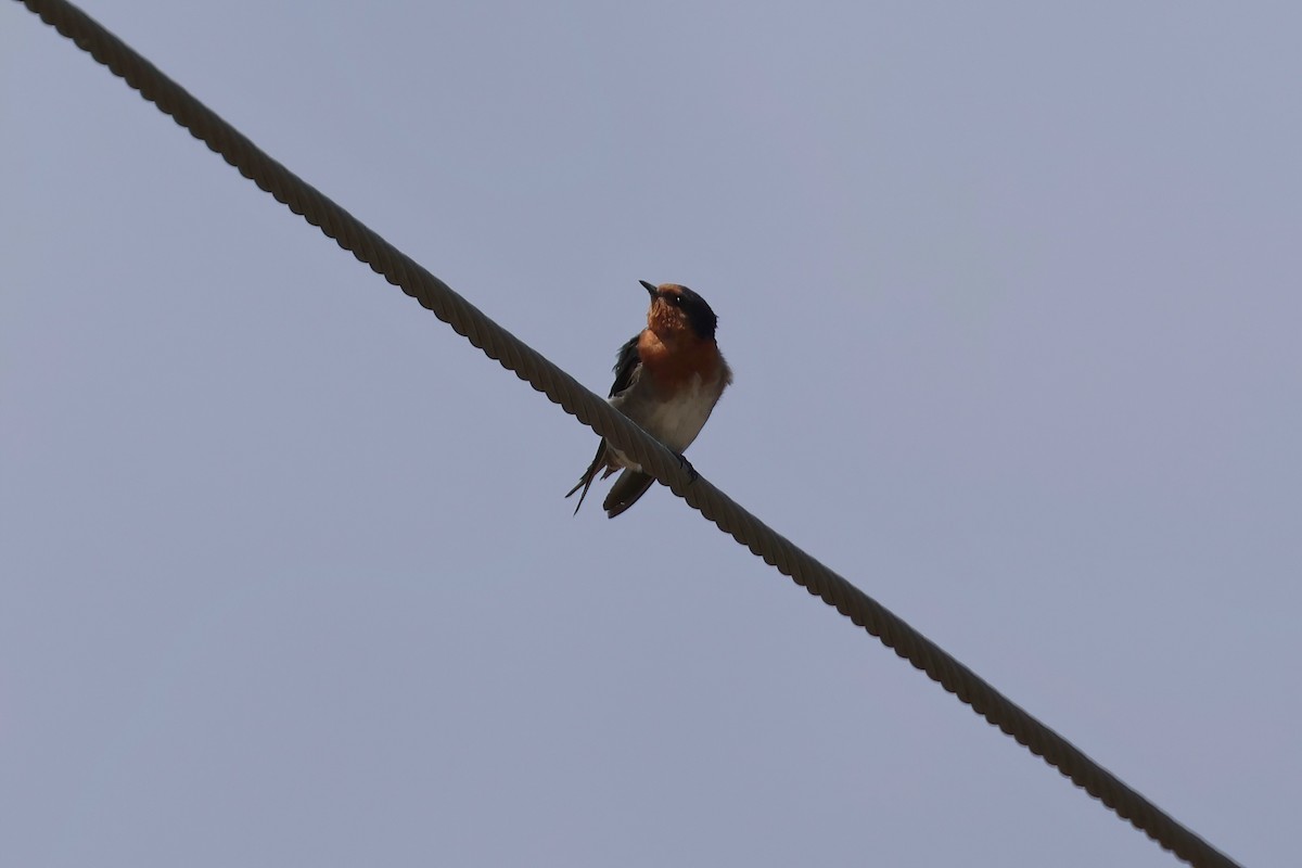 Welcome Swallow - ML612370608