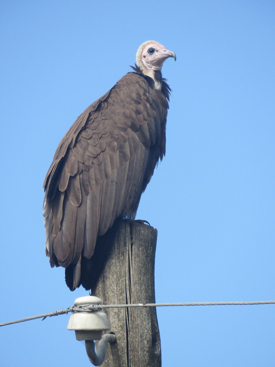 Hooded Vulture - ML612370686