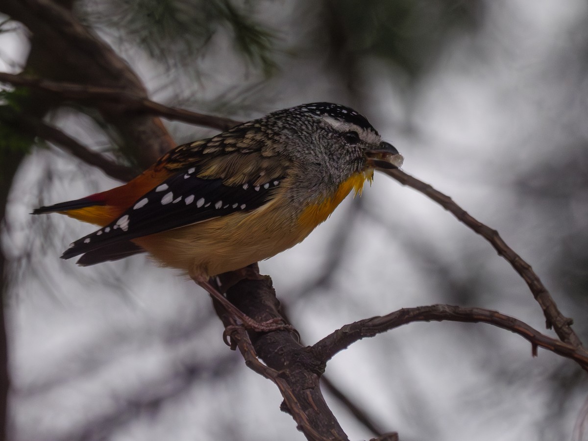 Spotted Pardalote - ML612370783