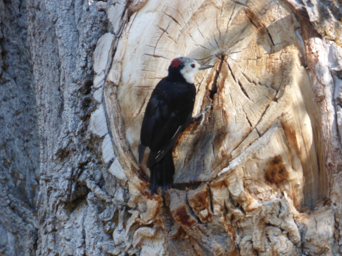 White-headed Woodpecker - Arnau Pedrocchi