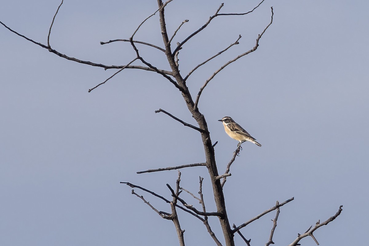 Whinchat - ML612371293