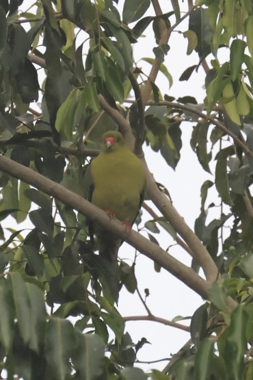 African Green-Pigeon - ML612371407