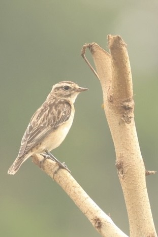Whinchat - ML612371429