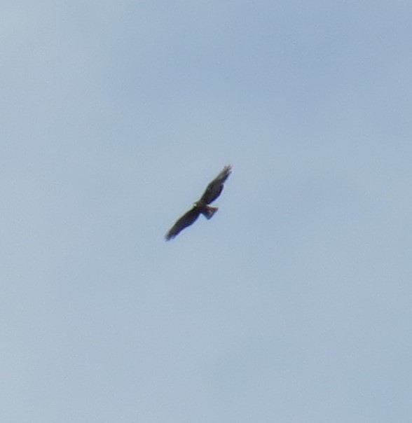 Zone-tailed Hawk - ML612371570