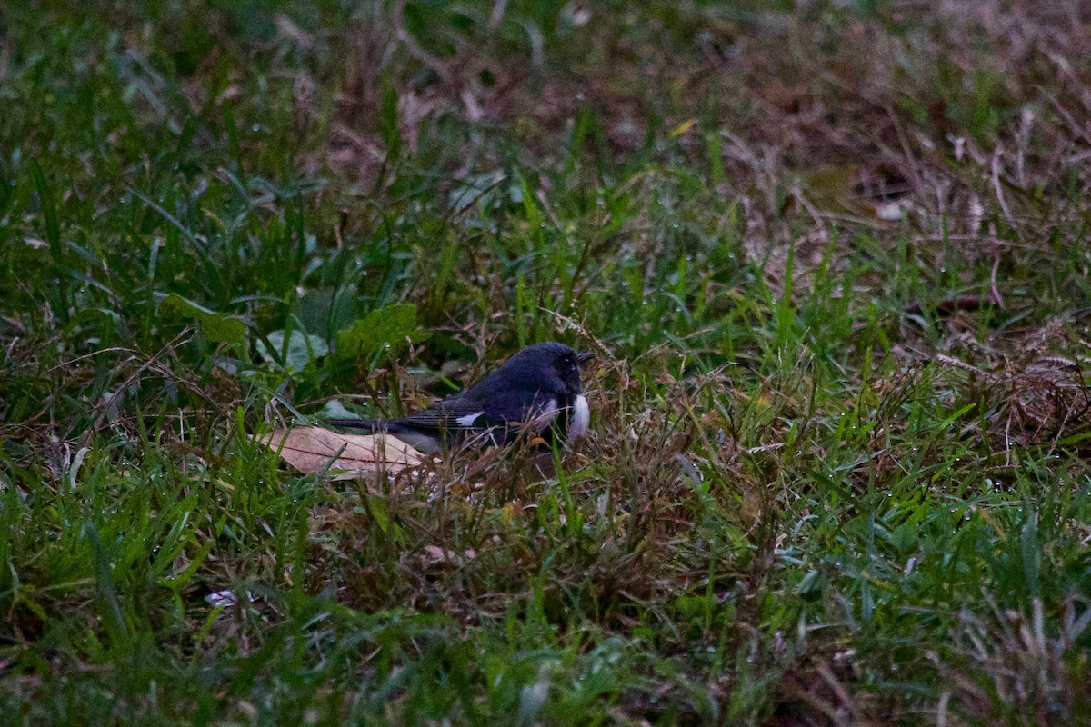 Black-throated Blue Warbler - ML612371768