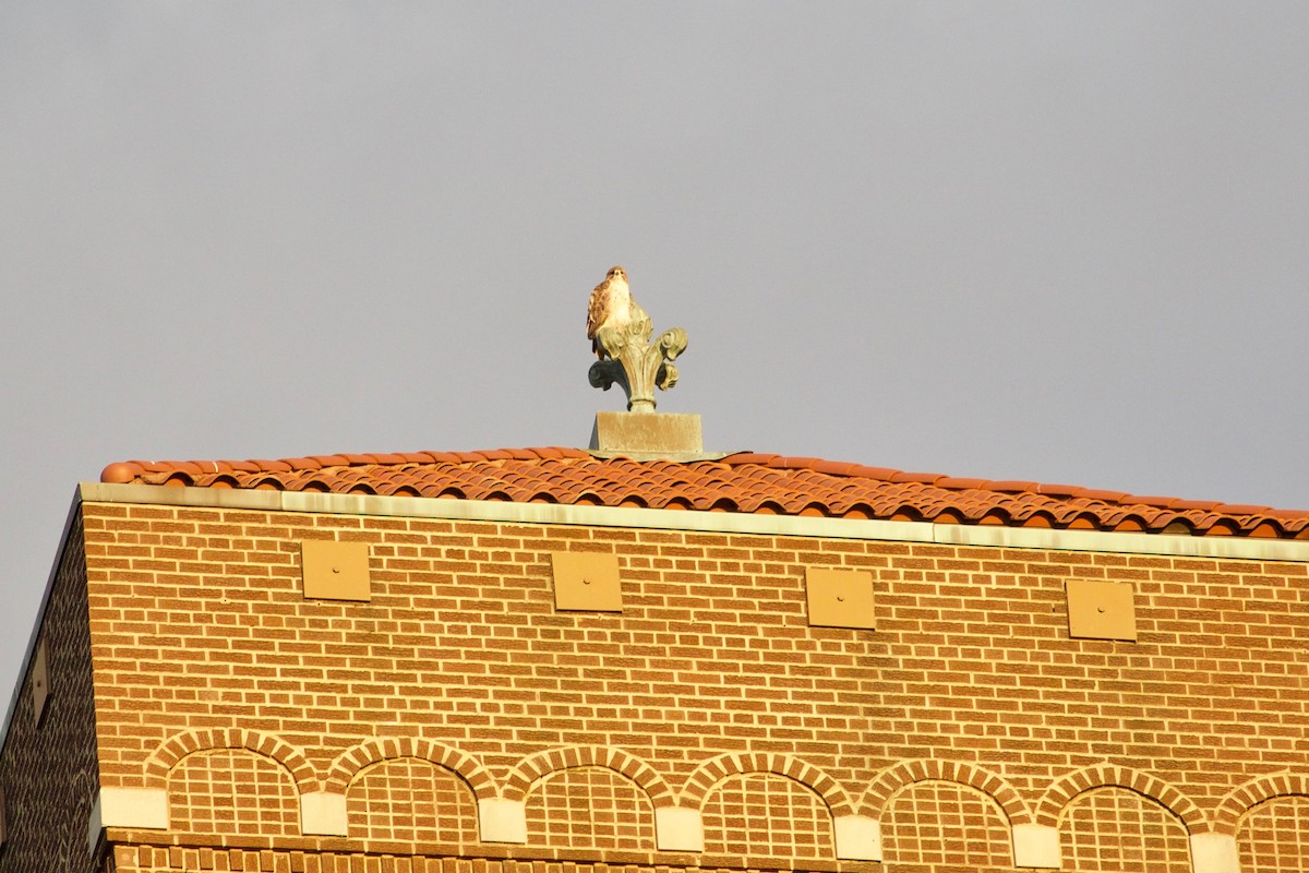Red-tailed Hawk - ML612371774